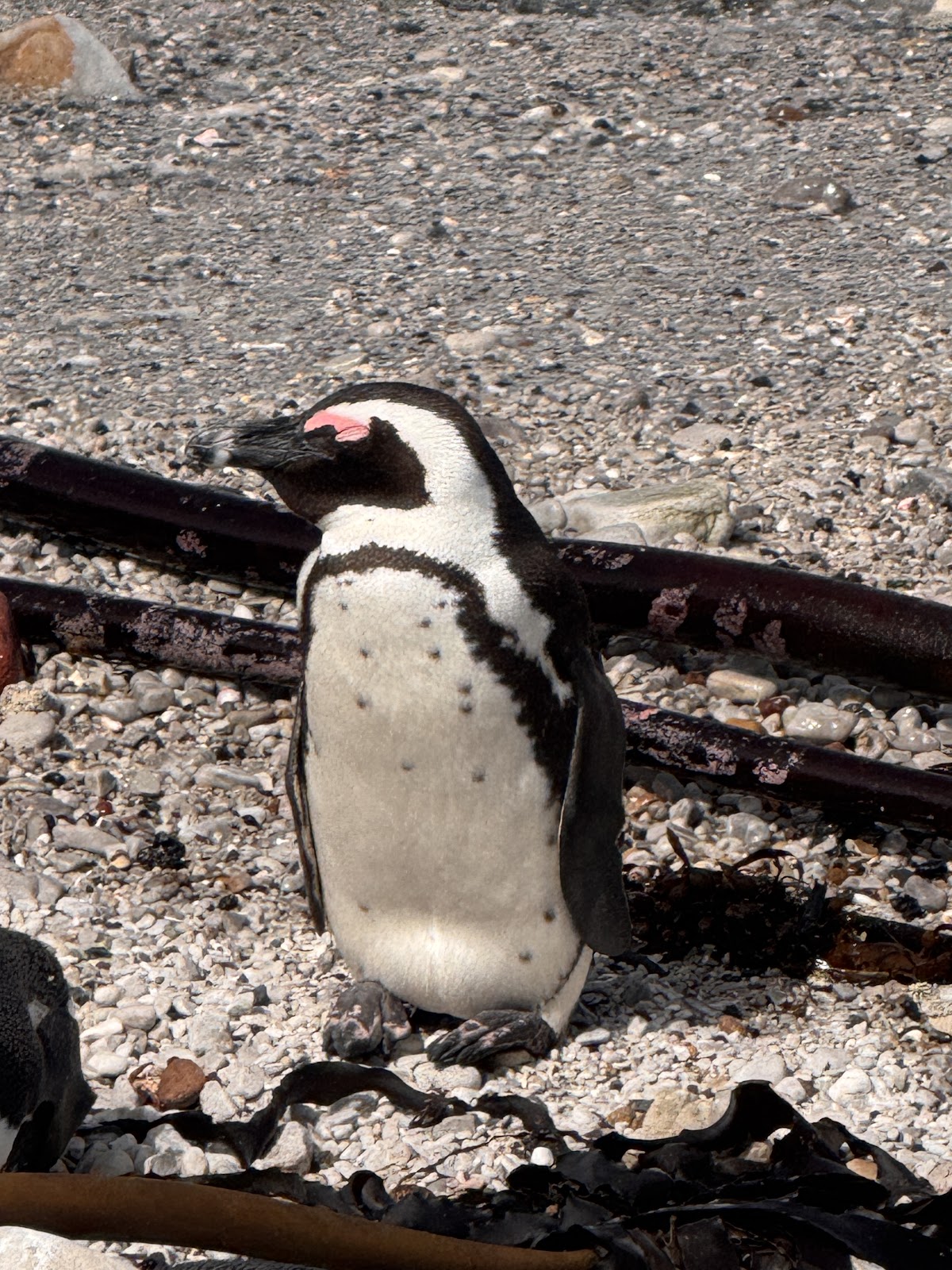An African penguin photographed by Lisa Kerr on the Cape coast
