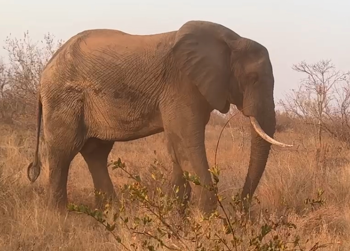 An elephant in warm African light photographed by Lisa Kerr on safari