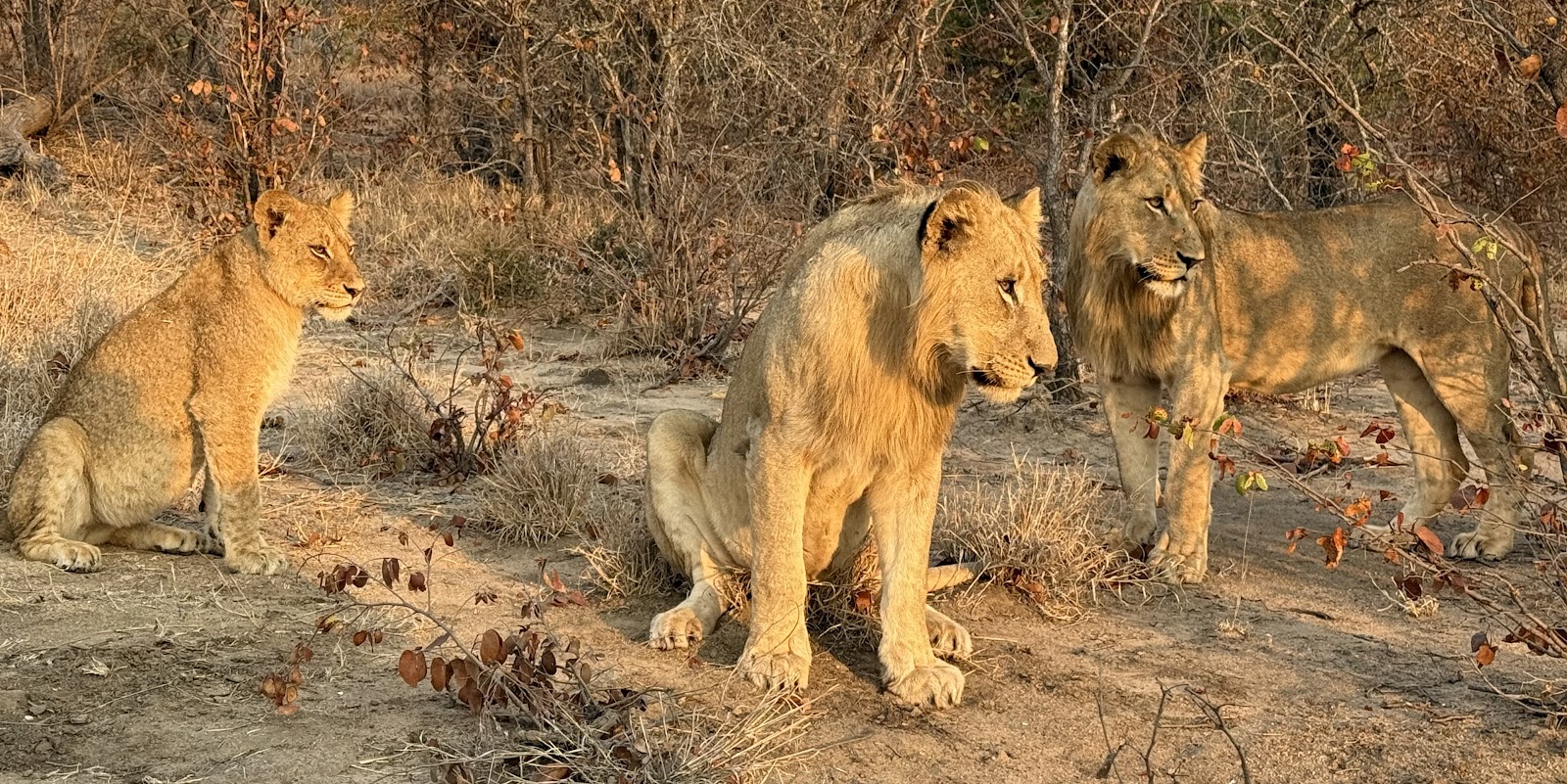 Three young lions in golden light photographed by Lisa Kerr