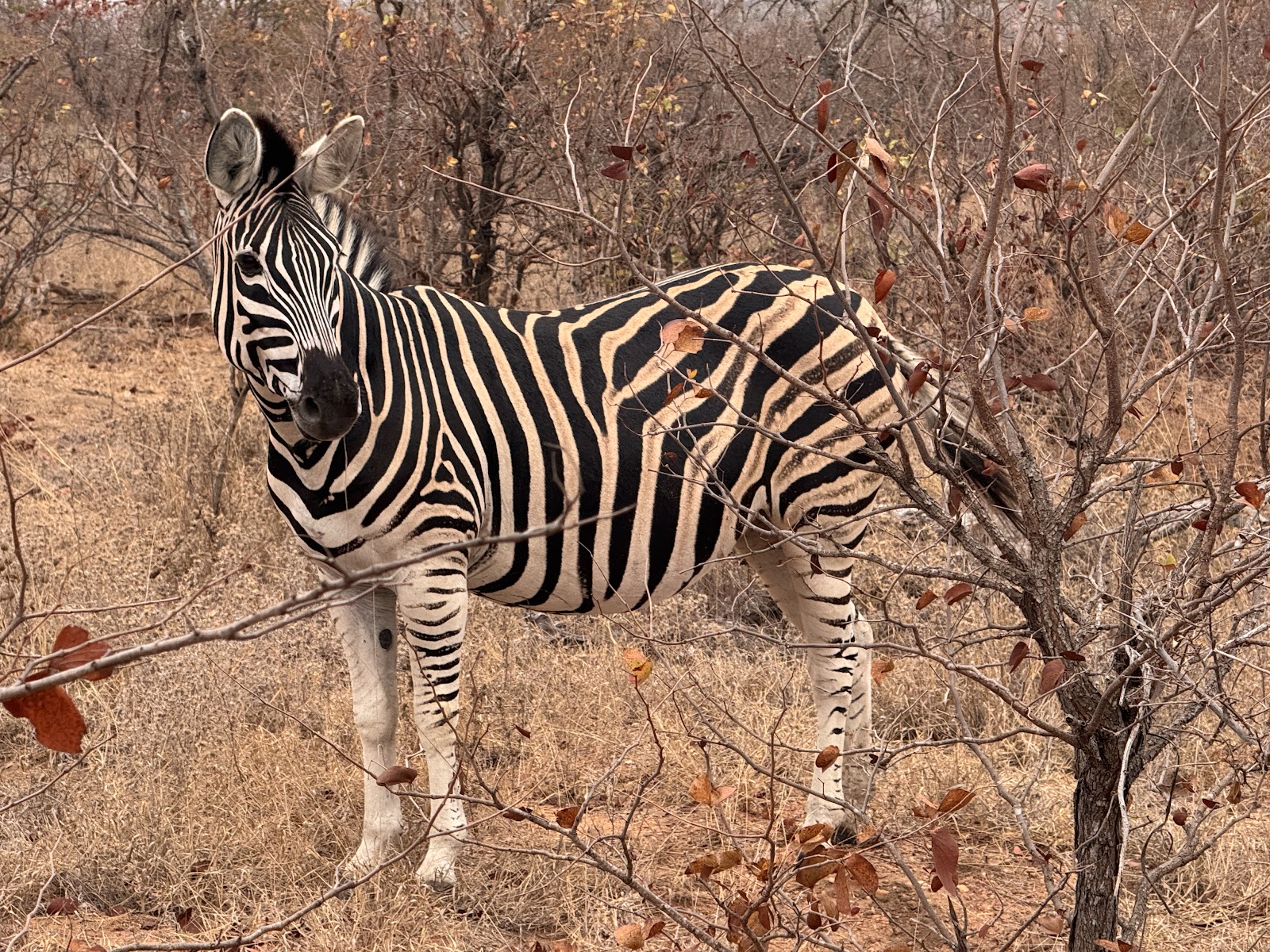 A zebra among the dry-season trees photographed by Lisa Kerr