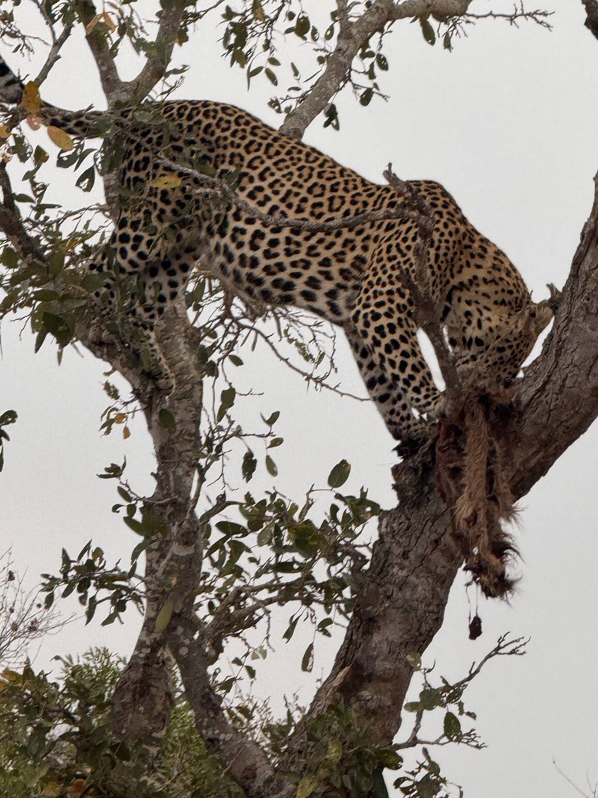 A leopard resting in a tree after a hunt, photographed by Lisa Kerr