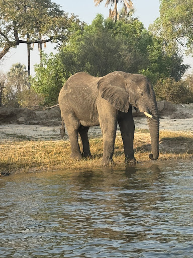 An elephant beside the water photographed by Google reviewer Lisa Malloy