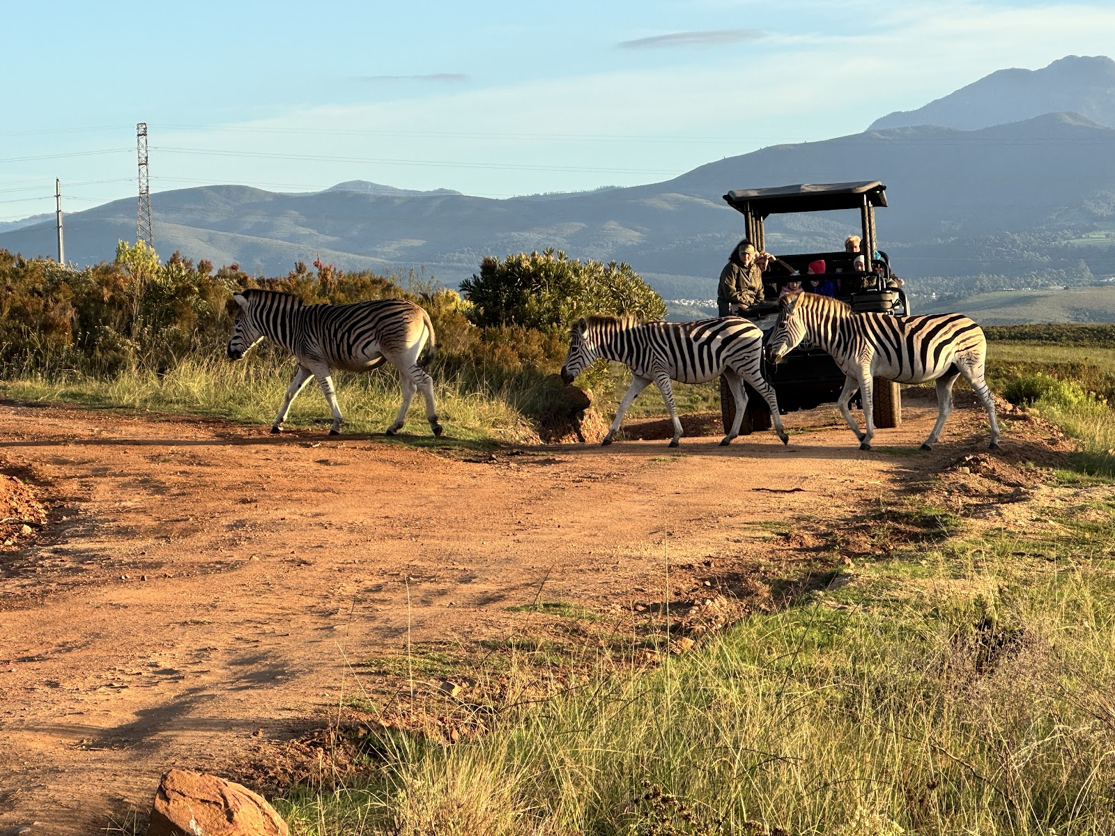 Zebras crossing the road in front of the workshop group’s safari vehicle