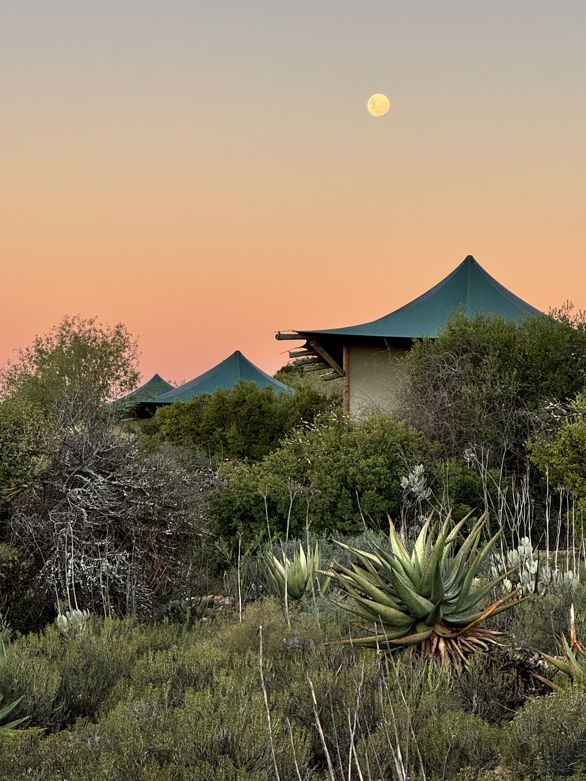 Safari lodge roofs and indigenous plants beneath the rising moon