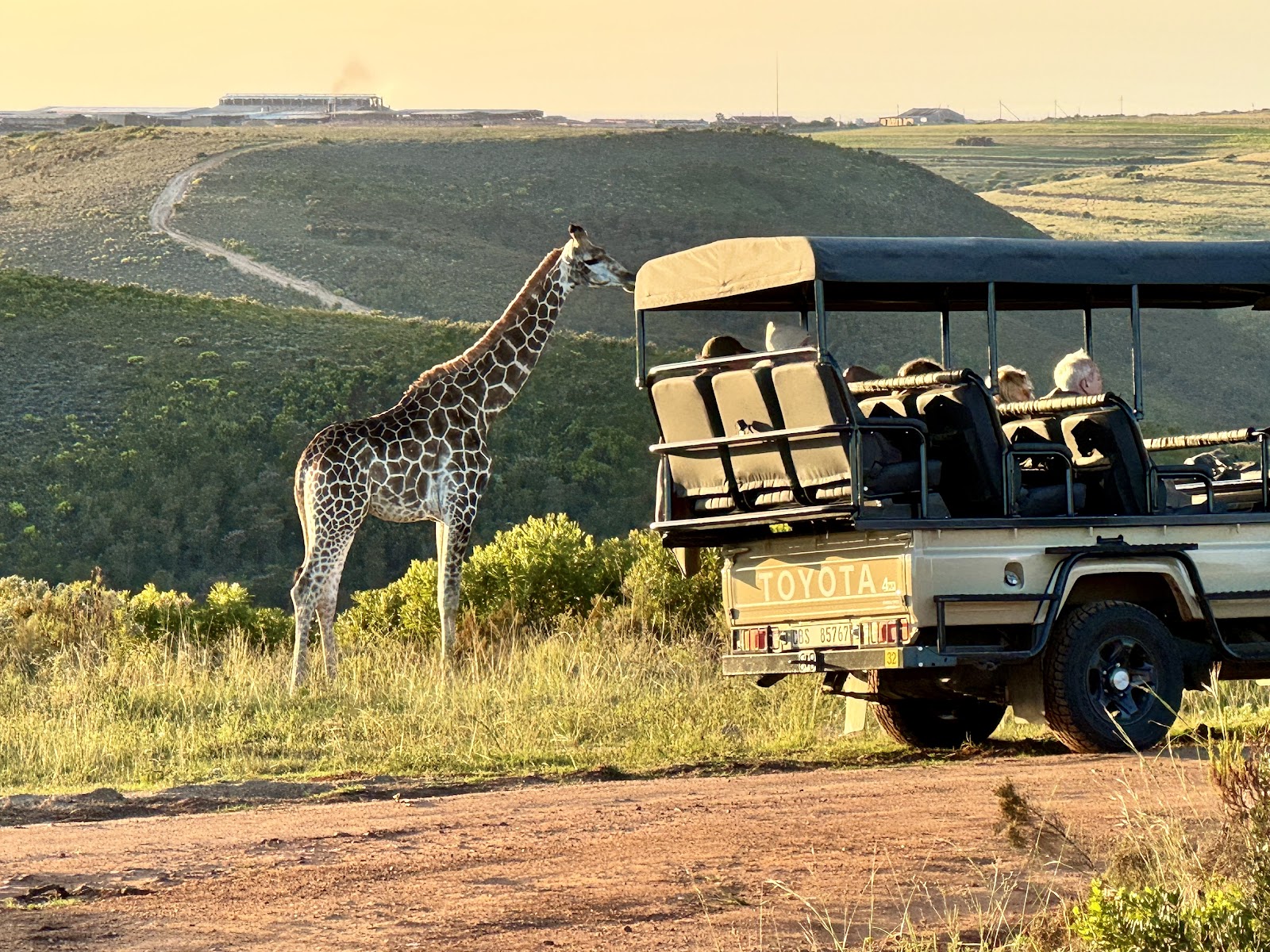 A giraffe standing beside the workshop group’s open safari vehicle in golden light