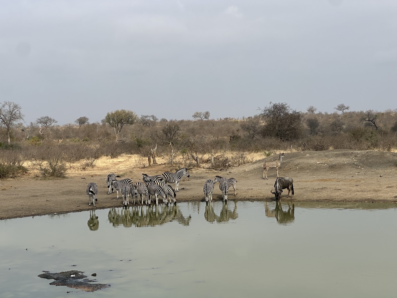 Zebras and wildebeest gathered at a safari waterhole in a photograph by Raegan Brown
